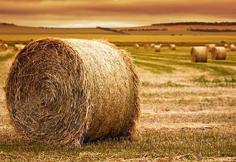 تصویر 1 از خرید و قیمت خوراک دام یزد + فروش عمده